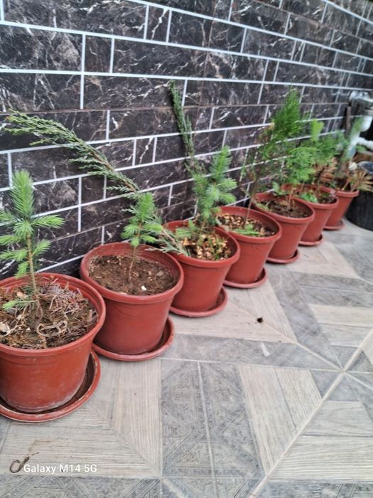 Продаю Голубые ели!!!