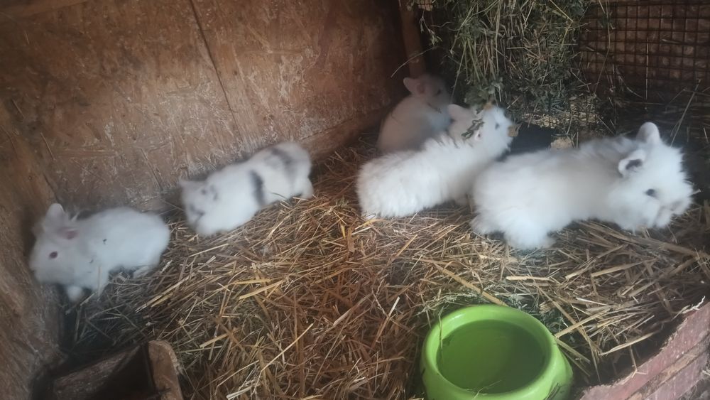 Vând masculi iepurași cap de leu rasa pura