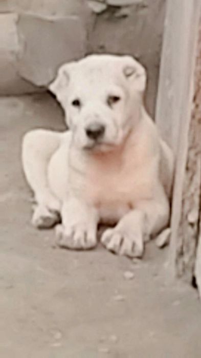 alabay bolalari sotiladi 40 kunlik