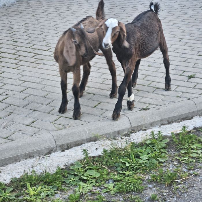 Iezi si capre de vanzare