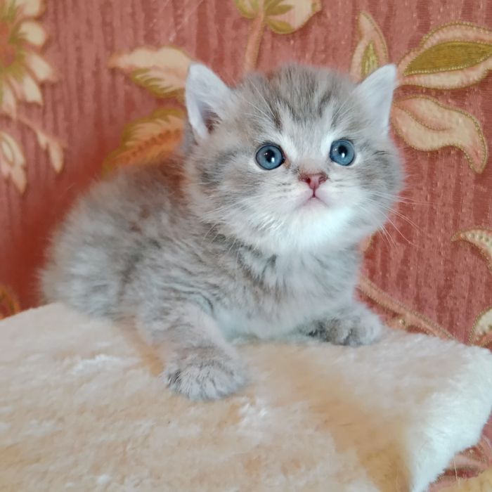 Роскошные девочки Скоттиш фолд Страйт