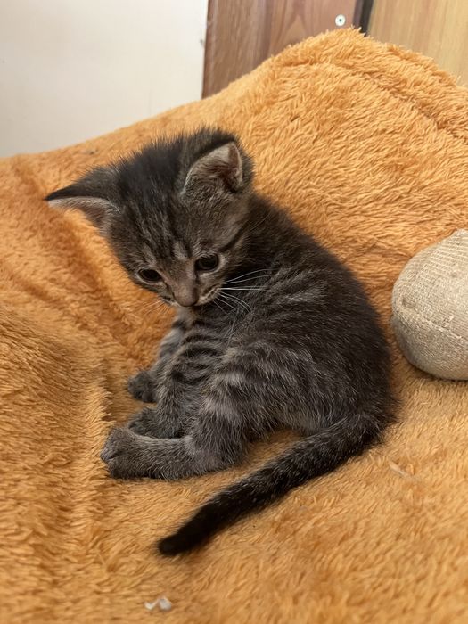 Котенок девочка 1,5 месяца