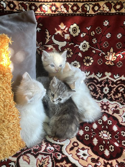 Котятя в добрые руки бесплатно