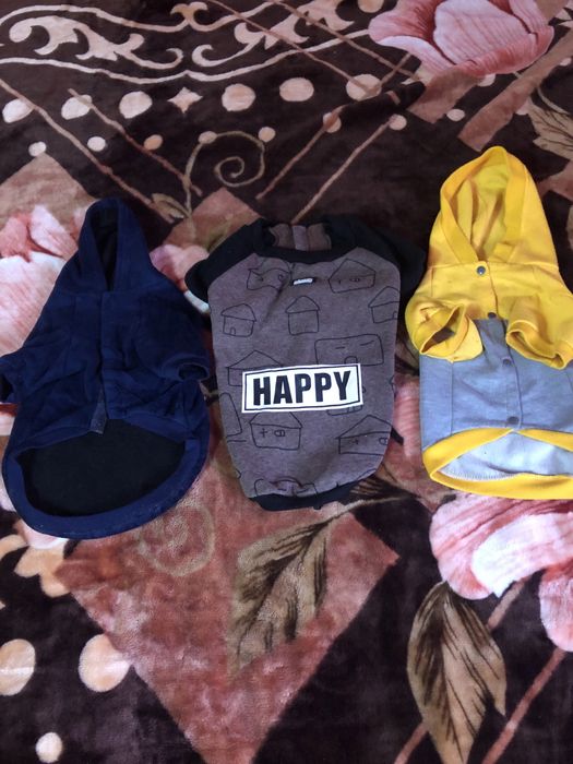 Accesorii catei talie mica