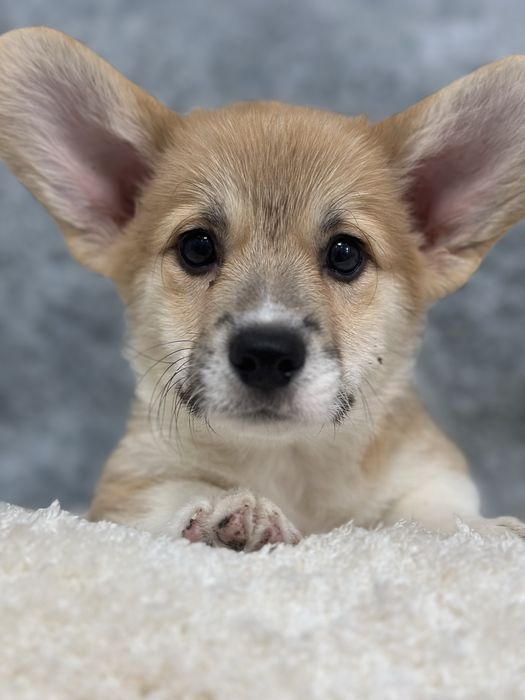 Супер малыши вельш корги