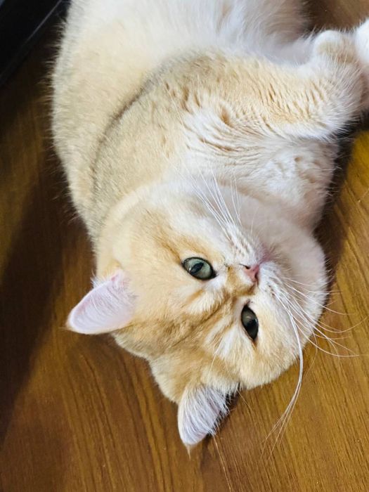 Кот на  вязку привазной кот  на вязку