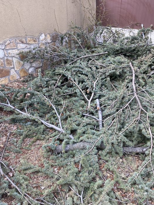 Дървесина от Ливански кедър