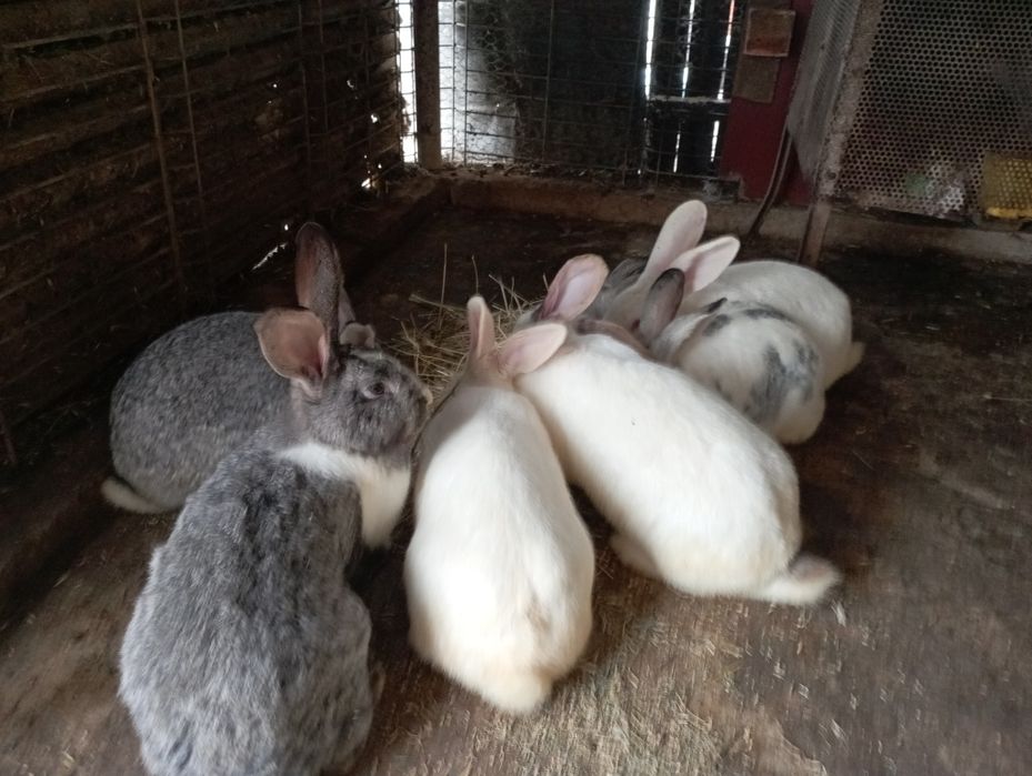 Iepuri de sacrificat