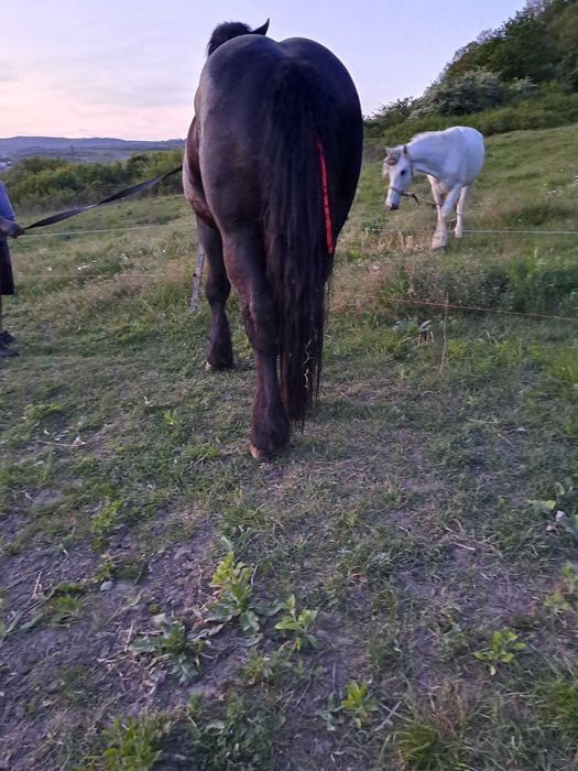 Harmasar de monta salaj