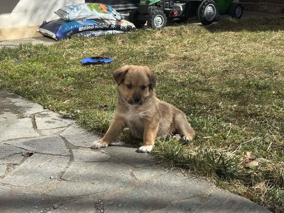 donez pui catel vaccinat talie medie
