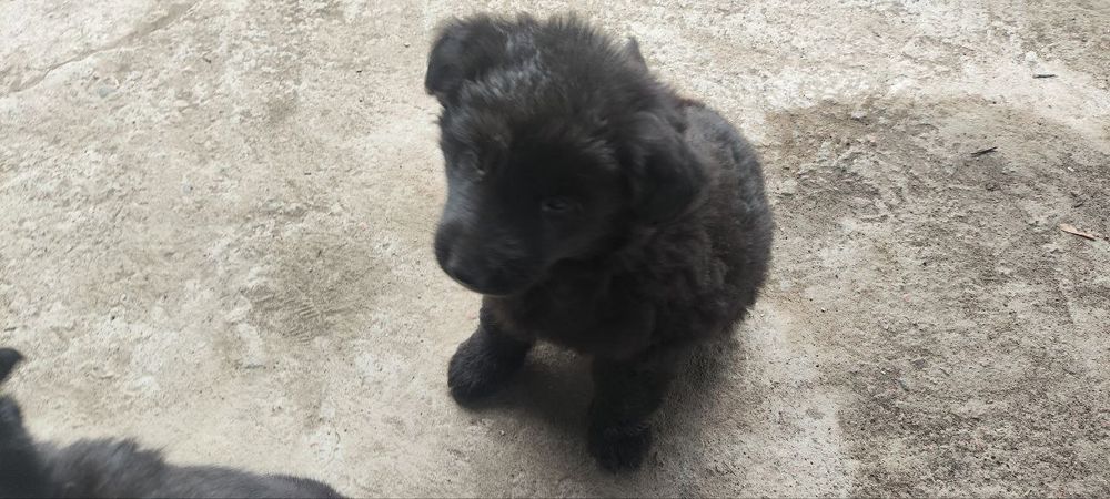 Отдам даром щенят. Порода немецкая овчарка