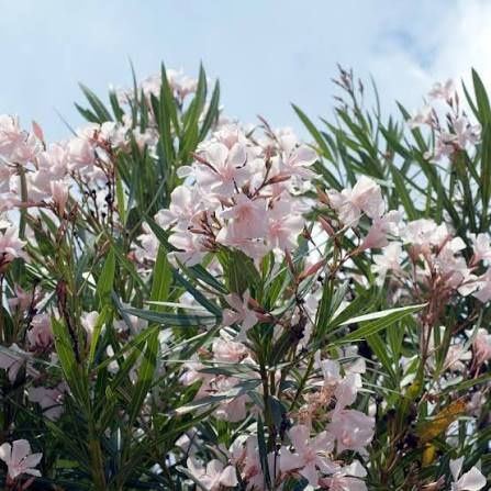 Leandru ( avem toate culorile in stoc )