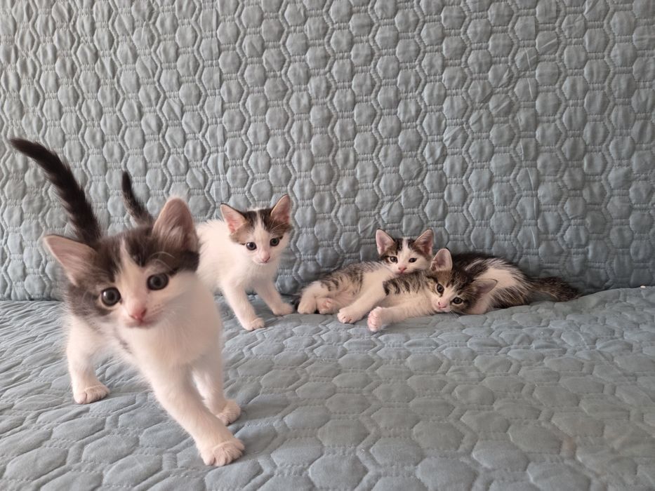 Отдам котят в добрые руки