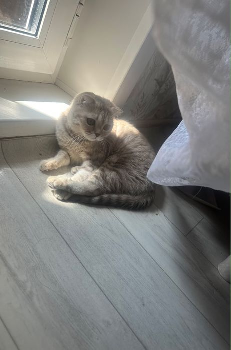 Кошка шотланский