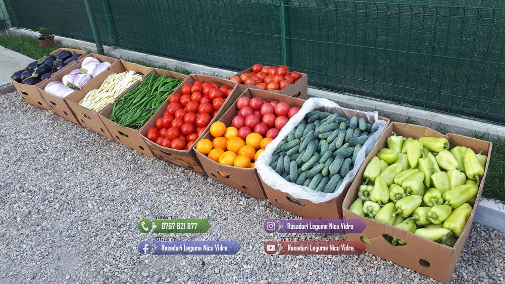 Rasaduri de rosii pentru solar si camp | Rasad legume ardei castraveti