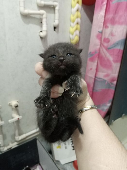 мушукчалар 1 ярим ойлик хадияга берилади сергили янги хаёт район