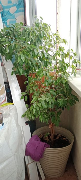 Продам комнатный цветок