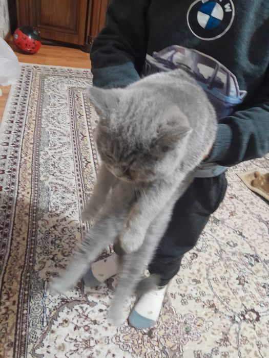 Британский кошка