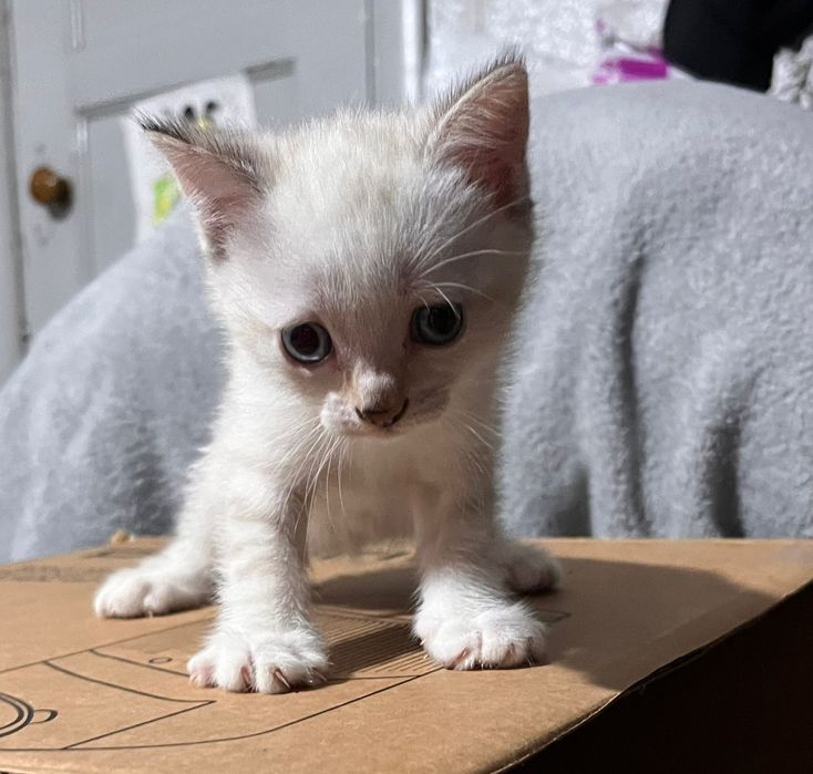 Девочки ищут семью