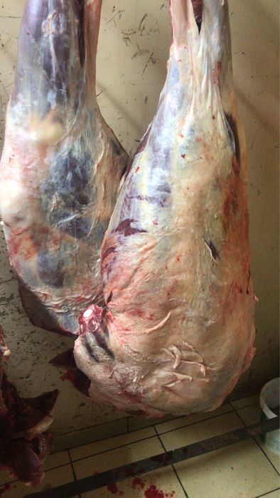 Продам мясо конины в любом количистве