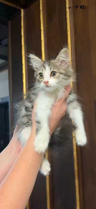 Пристраивается кошечка-девочка,1,5 месяца,пушистая.