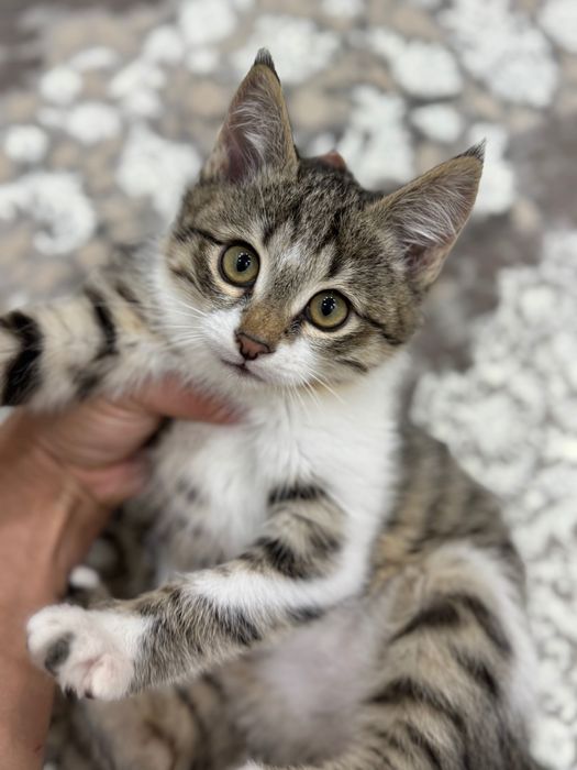 Котенок  в добрые руки