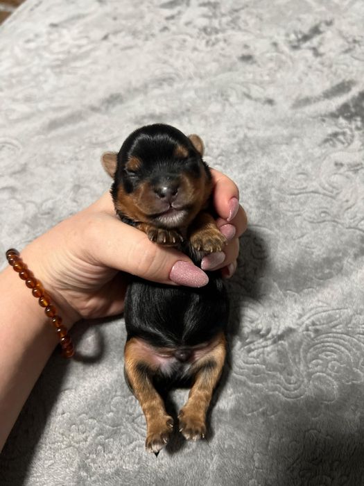 Шикарные щенки йоркширского терьера