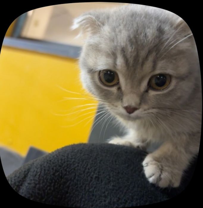 Продается кошка шотландский всилоухий