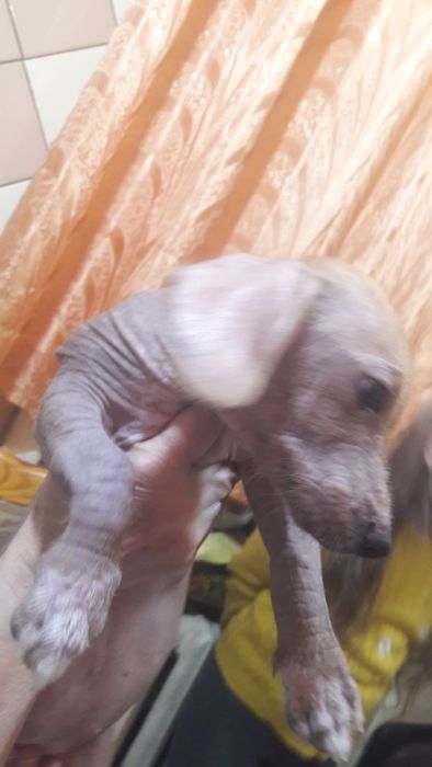 Порода китайская хохлатая