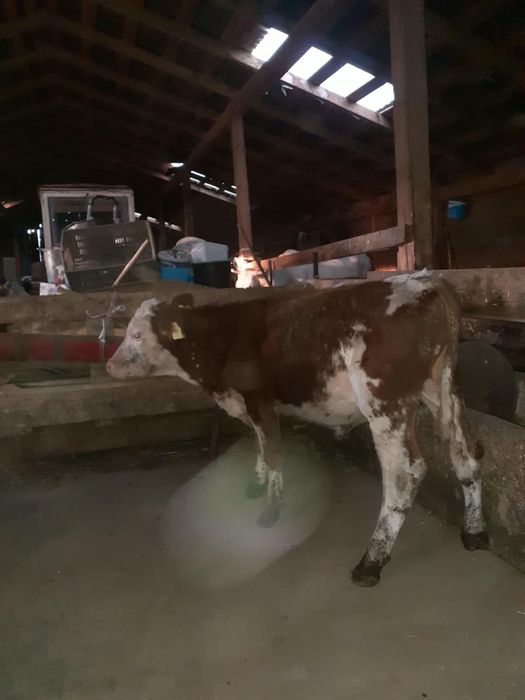 Vând tauraș de 4 luni