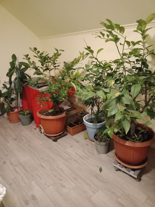 Lămâi roditori de 1,7 m