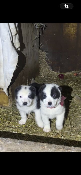 Продам щенки алабая