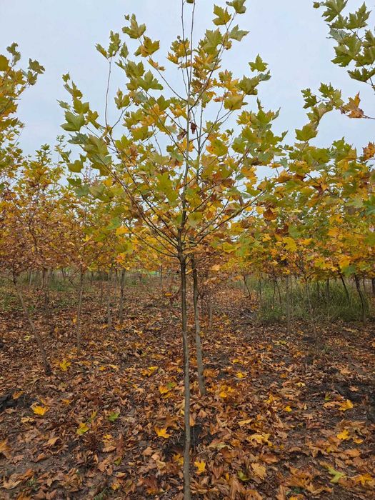 Arbori Foioși Premium: Mesteacăn, Tei, Platan, Arțar și Stejar