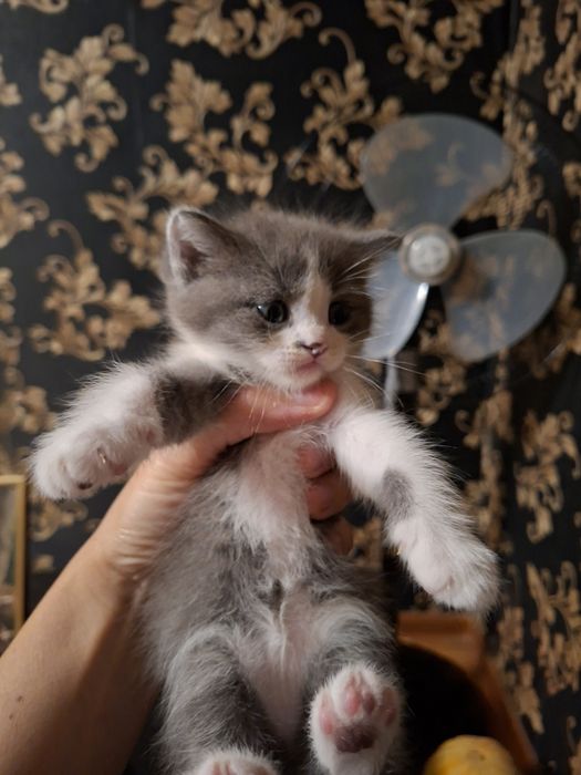 Отдадим даром котят