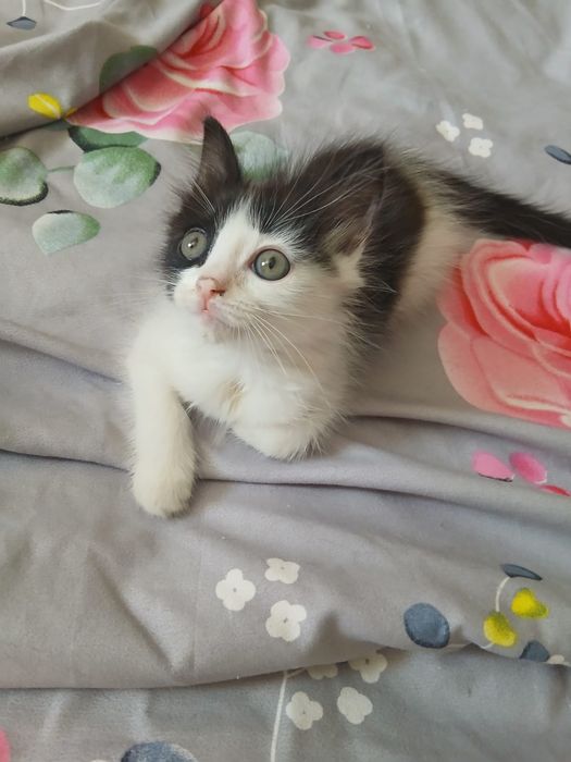 Отдам котенка мальчика