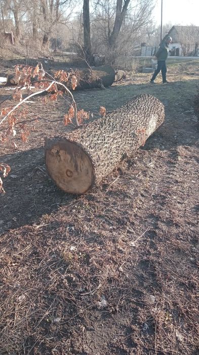 Многолетний Дуб!!!