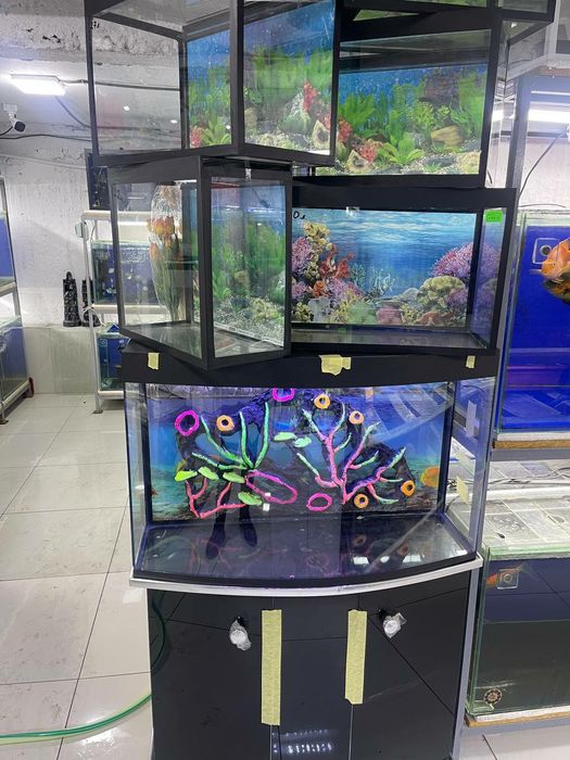 Akvarium va Baliqlar bor