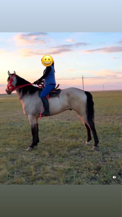 Продается Мерен(Пiшпе Ат)