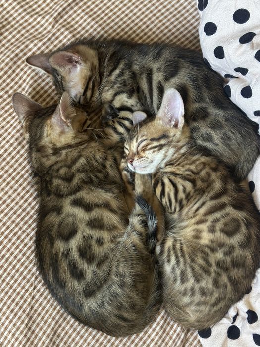 Продам Котенок бенгал