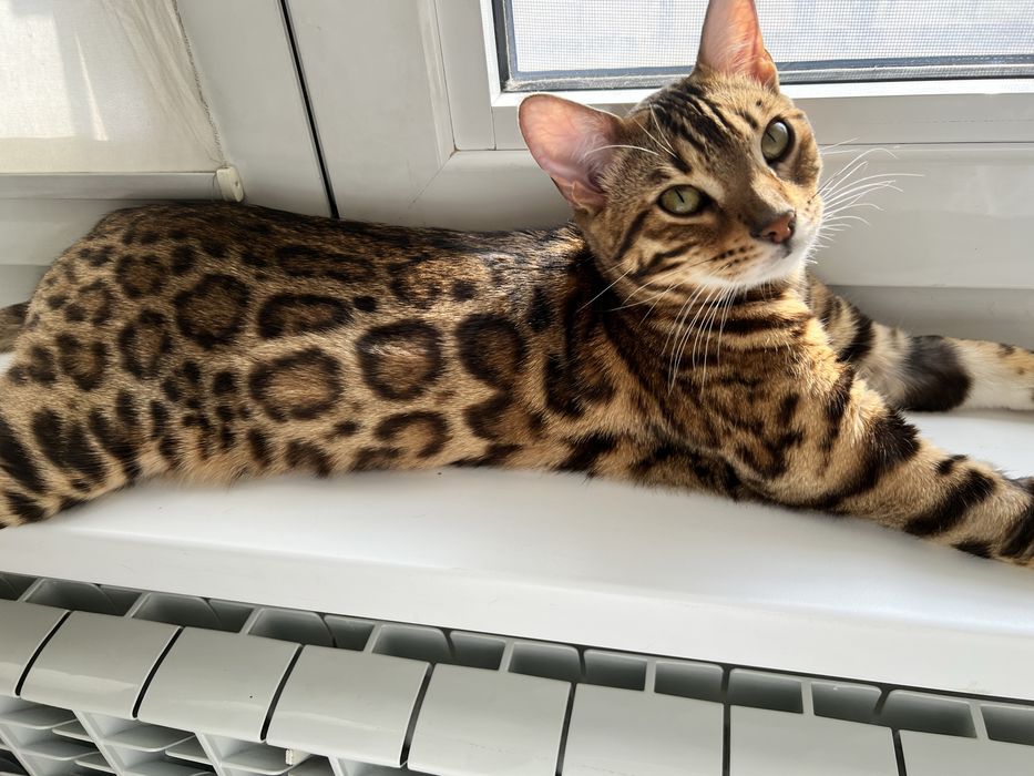 Бенгальская кошечка , 8 месяцев ,девочка