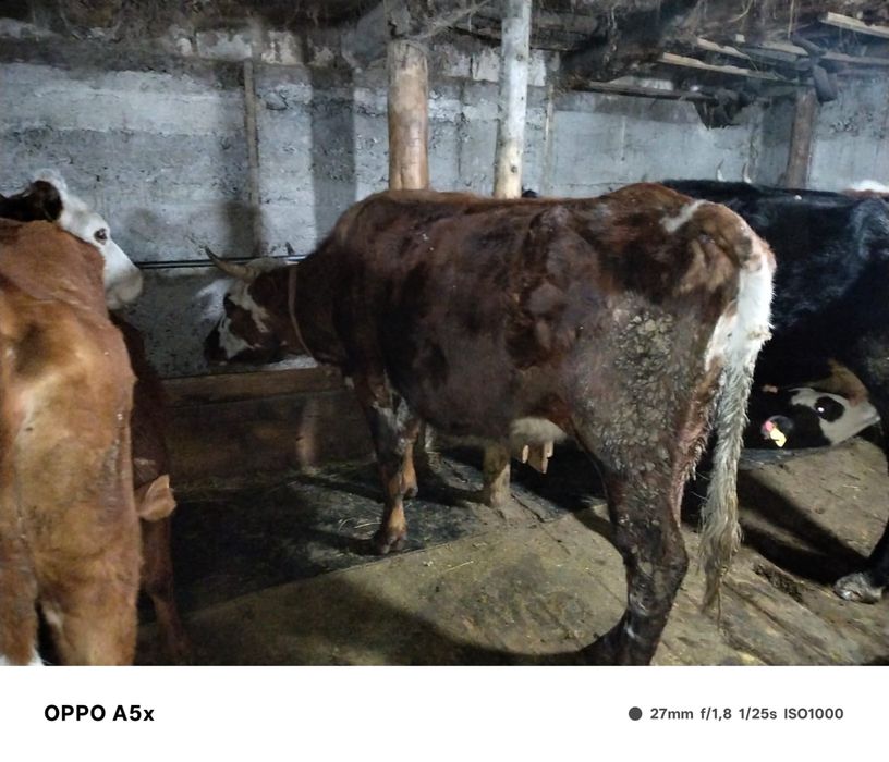 КРС стельная коровп