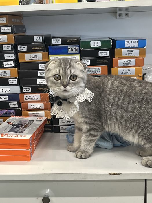 Британская кошка