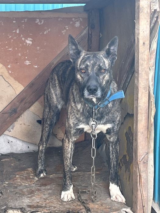 питбуль с овчаркой 2 года