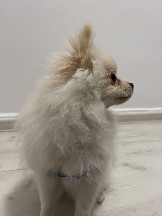 Продавасе куче померан