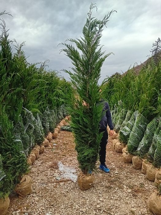 Vând chiparos chiparos leylandii