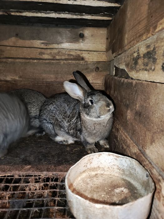 Продам кроликов 4