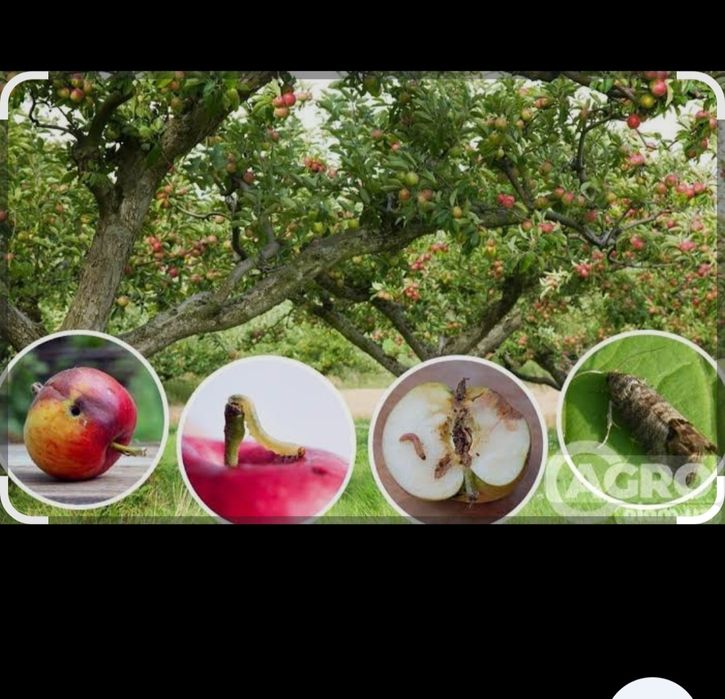 Уй ховлилар замда  мевали манзарали дарахтлар дорилаш