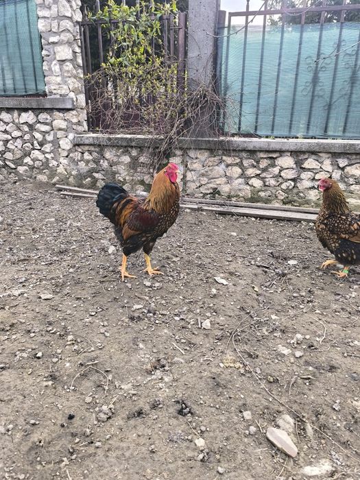 Cocoș wyandotte gsg 2025