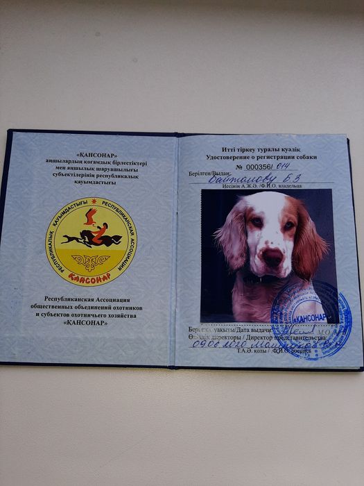 Вязка русский охотничий спаниель