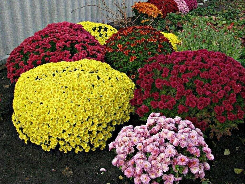 Хризантемы мультифлора многолетние или однолетние. Хризантема мультифлора семена. Хризантема мультифлора балиос. Хризантема мультифлора шаровидная. Хризантема мультифлора шар.